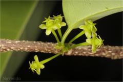 Margaritaria indica
